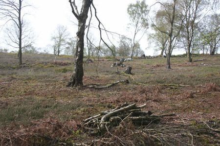 1 Tree felling for heathland regeneration at Bickerton Hill (SJ 496 52