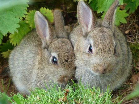 1 Two wild rabbits found in undergrowth at Edinburgh Zoo | date 2011-0
