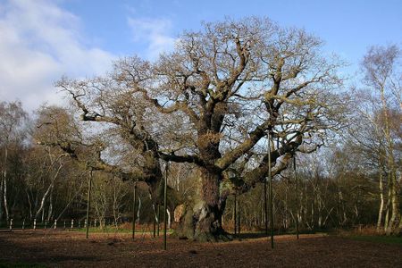 Bild der Major Oak in Sherwood Forest, Nottinghamshire, UK im December