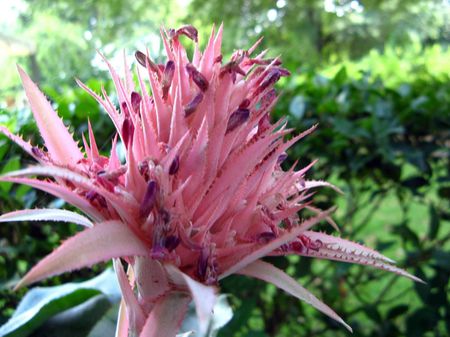 Bromeliad
