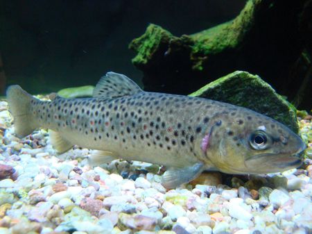 Brown trout in the Arctikum museum, in Rovaniemi, Finland. Taimen Arkt