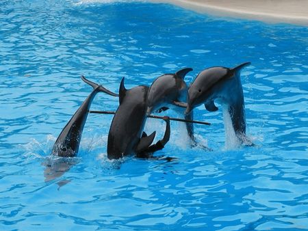 Dolphins