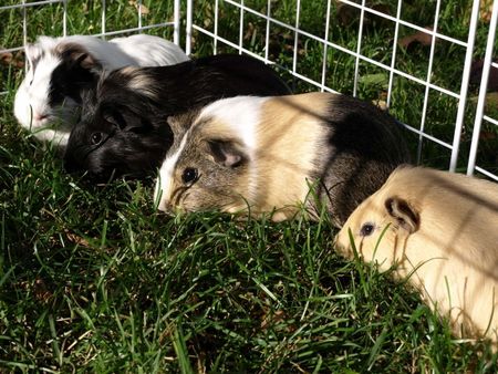 Four Guniea Pigs Together