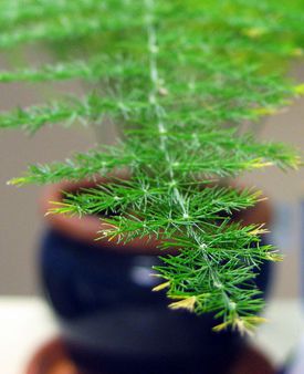 Frond