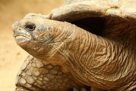 Giant Tortoise
