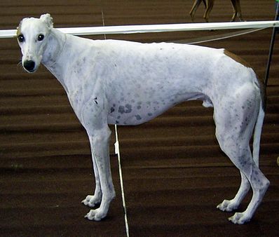 Greyhound | Source za zgod mojej znajomej - wikipedystki | Date 2005-0