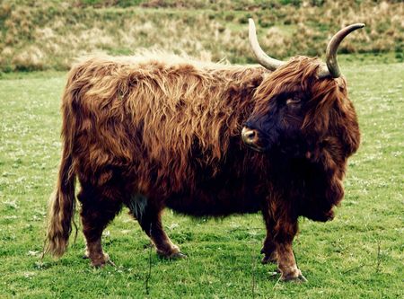Highland Cattle, Isle of Islay, Schottland