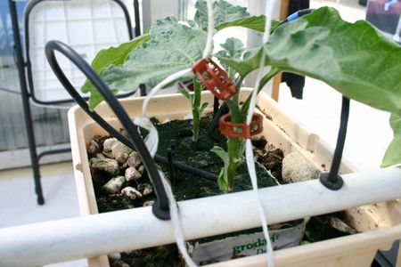 Hydroponics Detail