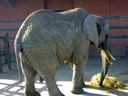 Knowsley Safari Park