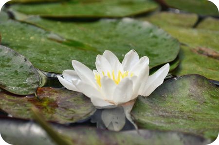 Lotus Flower at The Getty Villa 051410F