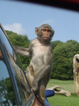 Monkey at Longleat Safari Park | Source http://www. flickr. com/photo