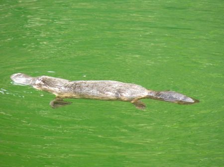 Platypus