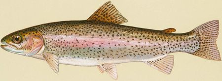 Rainbow trout | Source Originally from http://en. wikipedia. org en. w