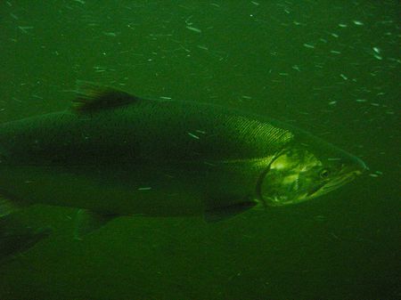 Salmon swimming upstream, seen from the viewing room of I believe th