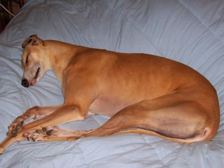 Sleeping greyhound, displaying some of the hair loss that is common in