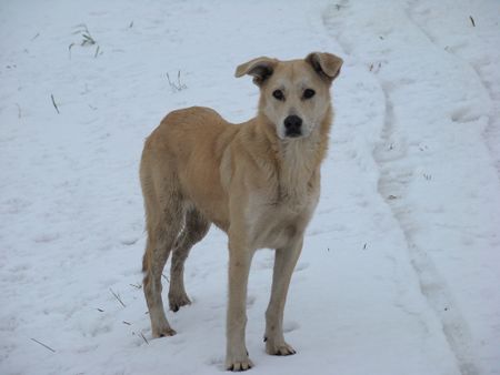 Stray dog | Source http://www. flickr. com/photos/8414198@N04/20756293
