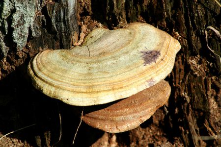 Tree Fungus