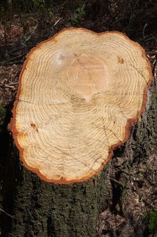 Tree rings from a felled tree with scallop effect tree trunk.