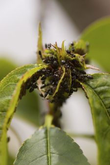 ants and aphids