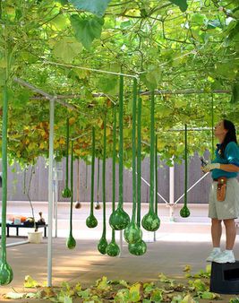 hydroponics