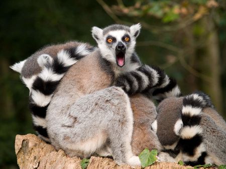 lemurs