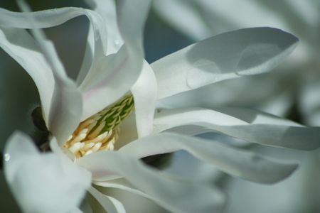 magnolia