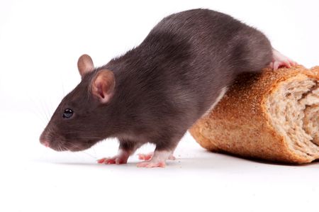 rat