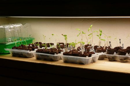 seed starting
