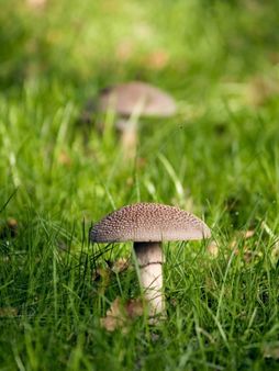two taodstools