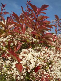 Photinia fraseri 'Red Robin'