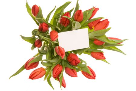 red tulips