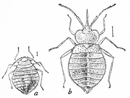 Bed bugs | Source http://www. archive. org/details/popularsciencemo37n