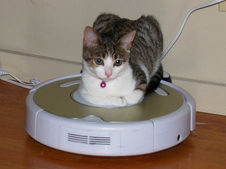 Sophie on Roomba