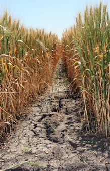 Corn Drought