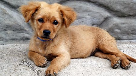 Cute Dog Puppy