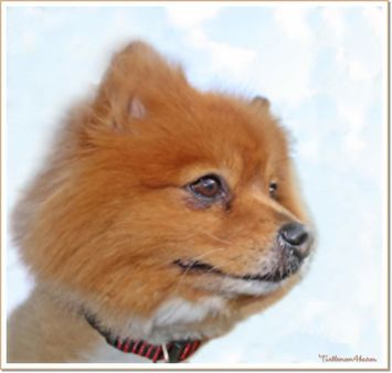 "Who rode a dog and was a confederate general during the American Civi