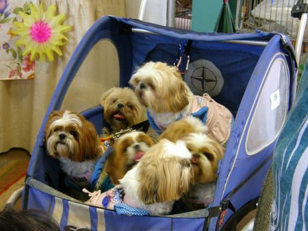 7 Shih Tzu in a Buggy