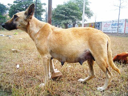 A pregnant female dog. She trusts me and thus had no problems with me