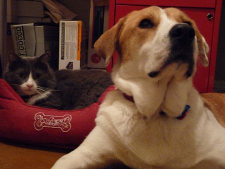 Cat in Dog Bed, Dog Standing By