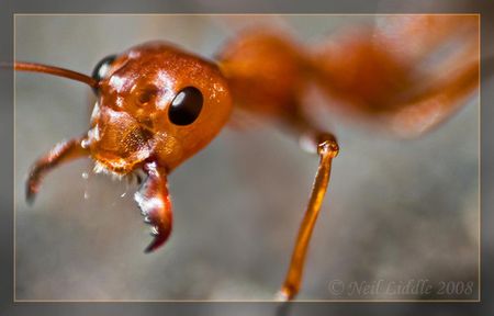 Salivating Ant