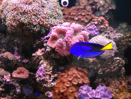 saltwater aquarium