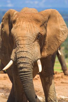 african elephant