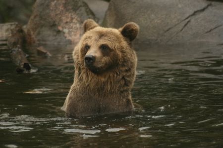 animales sw 01
