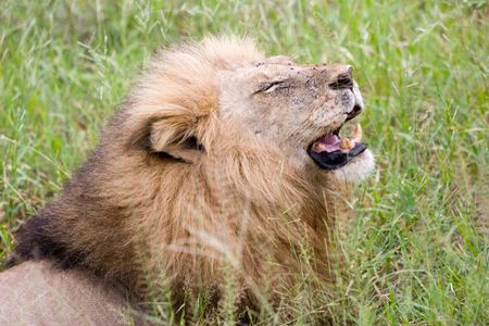 lion at kruger park