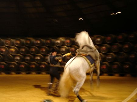 Jerez-Flamenco-Caballo-dsc02995. jpg | Source | Date | Author El Pante