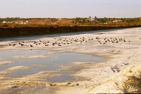 1 Gaviotas en las salinas de Isla Cristina | Source | Author Fanattiq