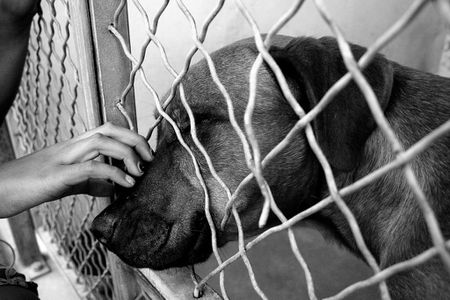 Dog at animal shelter | Source http://www. flickr. com/photos/12372269