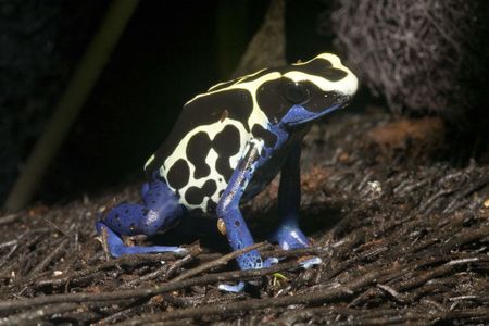 exotischer frosch