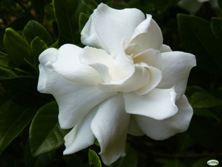 Gardenia22