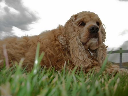 Buffy Baird, buffybaird.com, Cocker Spaniel famous for her long eye la